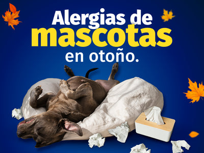Limpieza y nanodesinfección de mascotas en otoño.