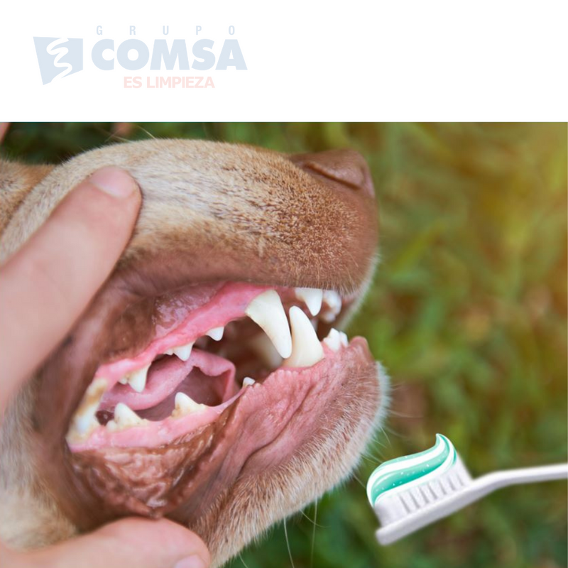 Kit Dental para Mascota